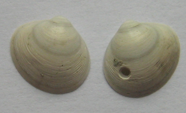 piccolo bivalve da identificare